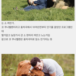 정서적으로 안정을 준다는 소 끌어안기