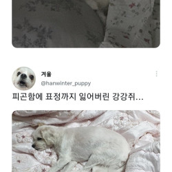 명절 여파를 온몸으로 받고 있는 반려동물들 ㅋㅋㅋㅋ