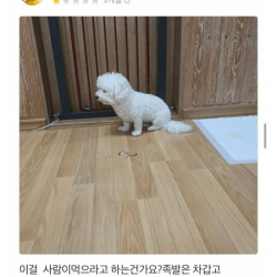 배민 리뷰에 댕댕이가 등장한 이유.