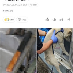 “몸 안좋아 보신탕 해먹으려”…키우던 개 도살한 60대