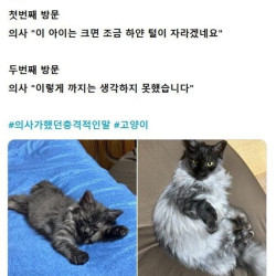 수의사의 생각을 벗어난 고양이