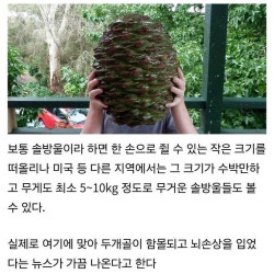 잘못 맞으면 두개골이 함몰되는 솔방울.jpg