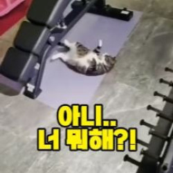 고양이가 갑자기 뒤집어진 이유는?