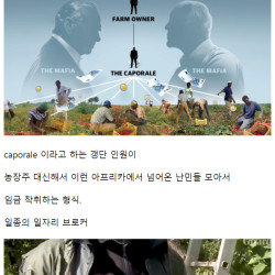 유럽의 토마토 가격이 저렴한 이유