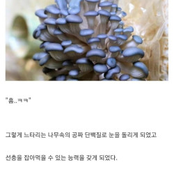 버섯도 육식을 한다