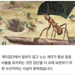 일 개미 들도 4교대한다