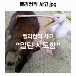 펠리칸적 사고