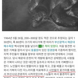 전설로만 전해지는 부산 거북이 영접 사건