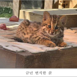 올해 서울대공원에서 태어난 아기 삵