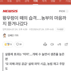 친환경으로 각광받던 우렁이 농법 근황