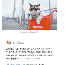 고양이는 혈압검사 안하는 이유