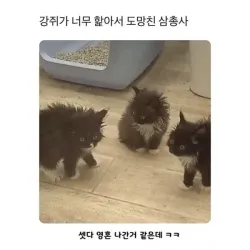 강아지가 너무 핥아서 도망친 삼총사.jpg