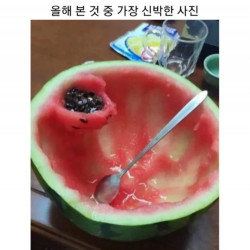 신박한 수박먹는 방법