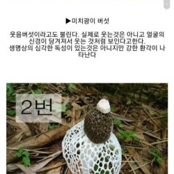 식용버섯을 골라보자