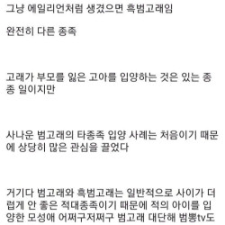 흑범고래 새끼를 입양한 범고래