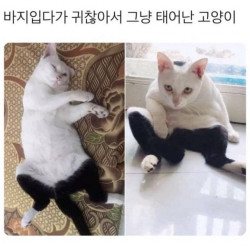 바지입다가 귀찮아서 그냥 태어난 고양이