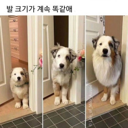 강아지 얼마나 클지 발보면 안다고 하는 이유