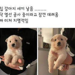 옆집에서 잠깐 데려온 새끼 강아지. jpg