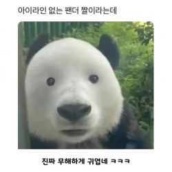 아이라인 없는 팬더 짤