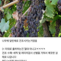 건충격적인 건포도 생산과정