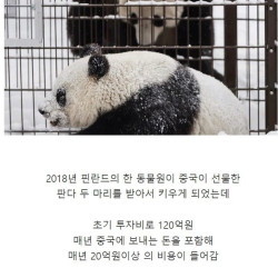 핀란드에서 판다를 중국에 반환하려는 이유