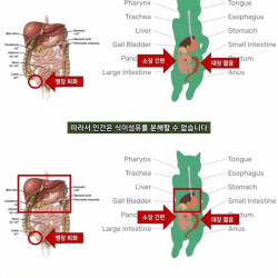 우리가 고기를 먹어야 하는 이유