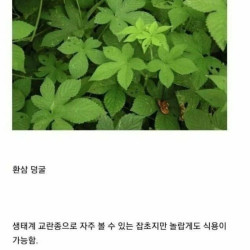 한국 생태계를 파괴중인 외래종 잡초의 예상결말