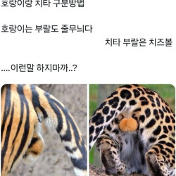 불X로 호랑이와 치타 구별