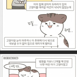 가게 주방에서 구조된 고양이