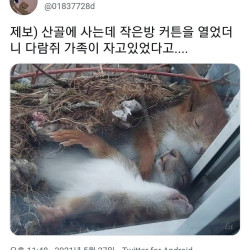 산골에 살면 볼수있는 흔한 광경