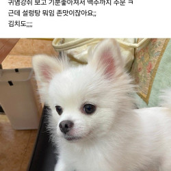 혼밥하면 앞에 강쥐가 있어주는 설렁탕집 후기