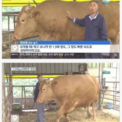 1220kg 슈퍼한우