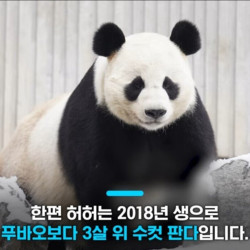 옆집에서 푸바오를 바라보는 판다의 정체