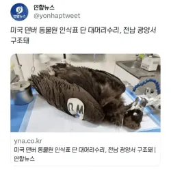 미국 동물원 대머리수리가 전남 광양서 구조돼