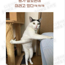 이해할수 없는 고양이