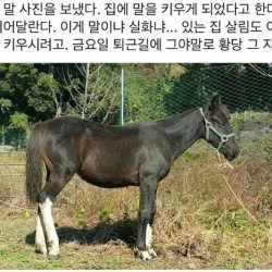 아빠가 갑자기 말 사진을 보내왔다.