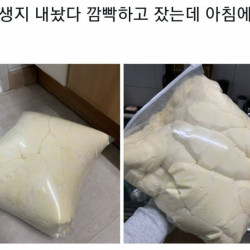 냉동 생지 내놨다가 깜빡했는데 아침에 보니