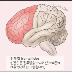 전두엽에 손상을 입었을때 나타나는 증상