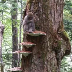 잔나비걸상버섯이 잔나비(원숭이)걸상(의자)버섯인 이유. jpg