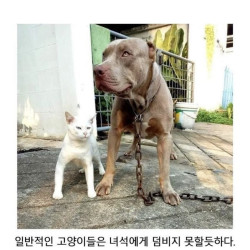 멍멍이 형님들과 같이 자란 고양이.jpg