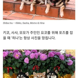 단체사진 망치는 시바견