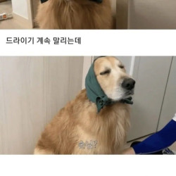 골댕이 건조시키는 방법