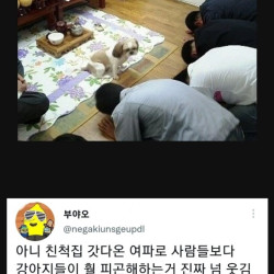 명절 반려동물짤