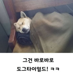 개피곤하다를 영어로 하면?