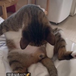 부랄이 없어졌다는게 믿기지 않는 고양이....