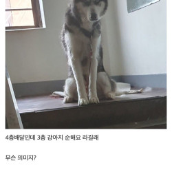 배달하다 오줌 지릴뻔했다