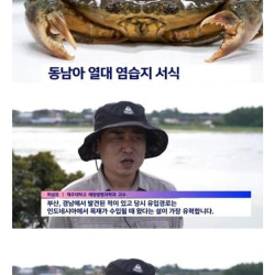 제주 외래종 꽃게 등장.jpg