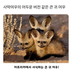 사막여우의 어두운 버전