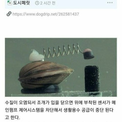 사람대신 수질체크하는 조개