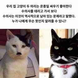 전생에 원수였던 고양이들의 싸움.jpg